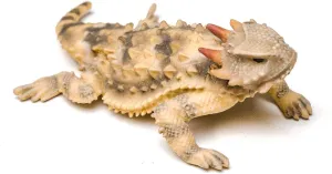 4 Inch Coastal Horny Toad Lizard Painted Figurine