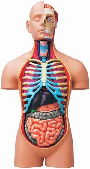 4D Vision Deluxe Human Anatomy Torso Model