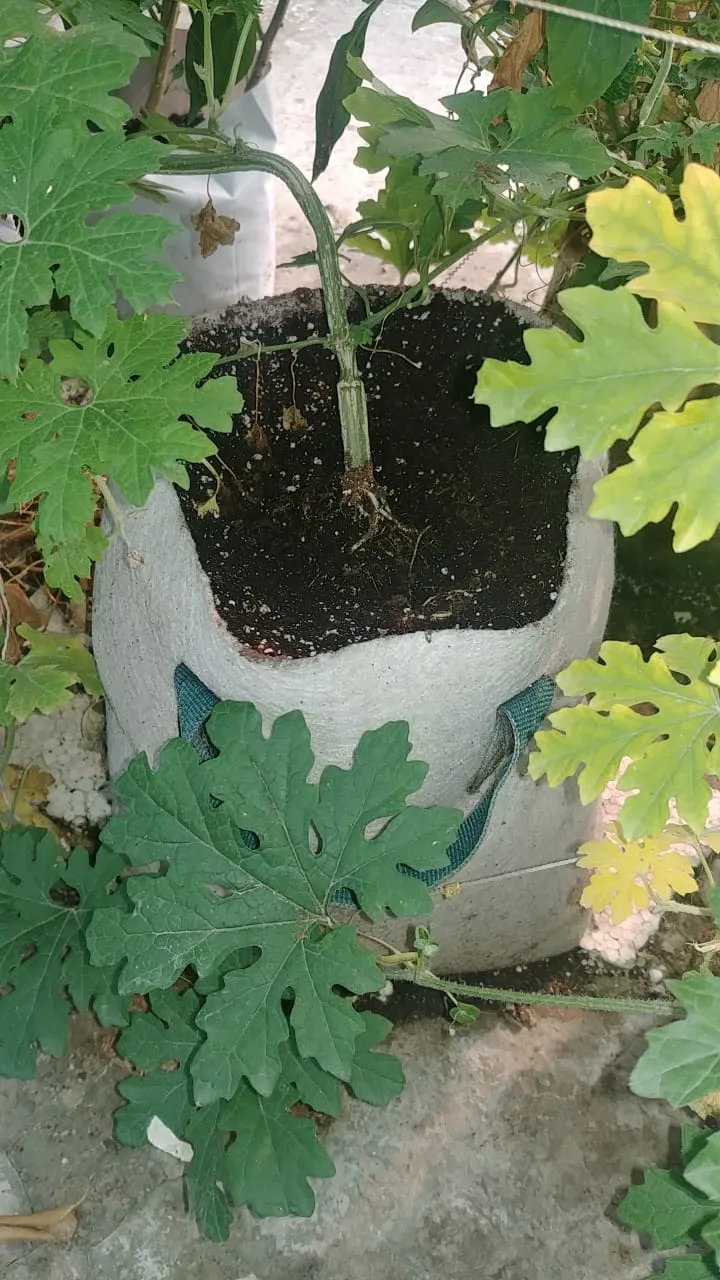 BIOGROW BREATHABLE GROW BAGS