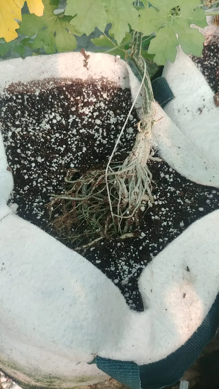 BIOGROW BREATHABLE GROW BAGS