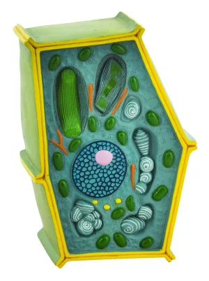 Eisco Labs Plant Cell Model; Free Standing 50 Million Times Enlarged; 10" X 6.5" X 4"