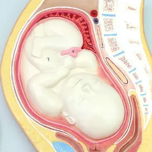 Human Pregnancy Embryo Development Process Model, Anatomical fertilized Egg Uterine Tissue Embryo Model, Anatomical Model Human Anatomy Science Model