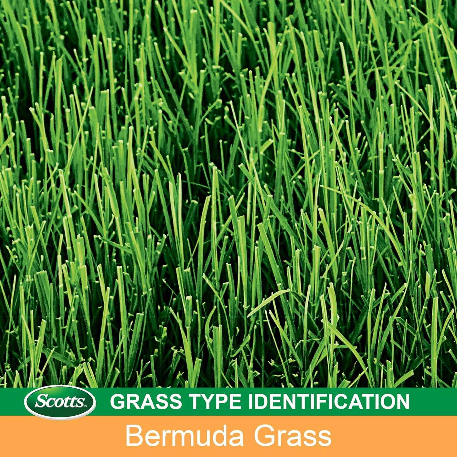 Scotts EZ Seed Patch & Repair Bermudagrass Combination Mulch, Bermudagrass Seed and Fertilizer for Bare Spots and Repair, Grows in Scorching Heat, 20 lb.